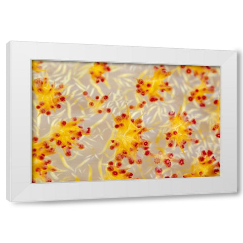 Indonesia, Papua, Cenderawasih Bay soft coral White Modern Wood Framed Art Print by Shimlock, Jones