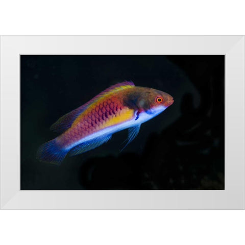 Indonesia, Papua, Cenderawasih Bay Wrasse fish White Modern Wood Framed Art Print by Shimlock, Jones