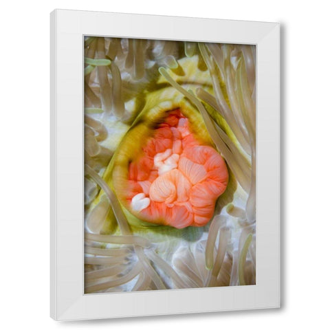 Indonesia, Papua, Cenderawasih Bay Anemone White Modern Wood Framed Art Print by Shimlock, Jones