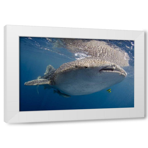 Indonesia, Papua, Cenderawasih Bay Whale shark White Modern Wood Framed Art Print by Shimlock, Jones