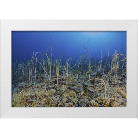 Indonesia, Papua, Cenderawasih Bay Soft coral White Modern Wood Framed Art Print by Shimlock, Jones
