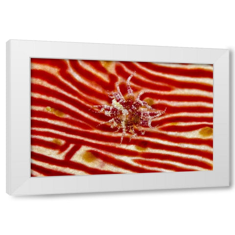Indonesia, Papua Anemone on sea cucumber White Modern Wood Framed Art Print by Shimlock, Jones