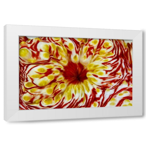 Indonesia, Papua, Cenderawasih Bay Sea cucumber White Modern Wood Framed Art Print by Shimlock, Jones