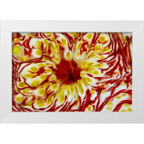 Indonesia, Papua, Cenderawasih Bay Sea cucumber White Modern Wood Framed Art Print by Shimlock, Jones