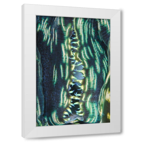 Indonesia, Papua, Cenderawasih Bay Clam shell White Modern Wood Framed Art Print by Shimlock, Jones