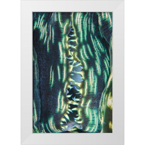 Indonesia, Papua, Cenderawasih Bay Clam shell White Modern Wood Framed Art Print by Shimlock, Jones