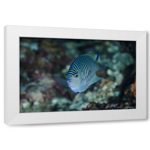 Indonesia, Papua, Cenderawasih Bay Angelfish White Modern Wood Framed Art Print by Shimlock, Jones