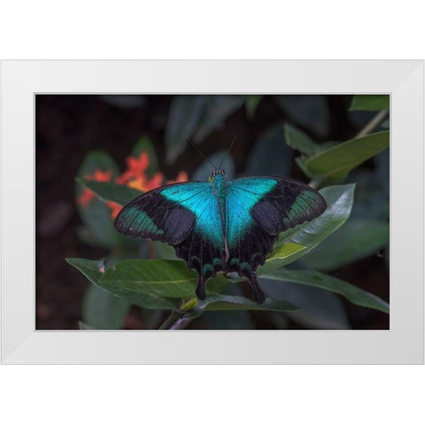 Indonesia-Bali Blue swallowtail butterfly on leaf White Modern Wood Framed Art Print by Jaynes Gallery