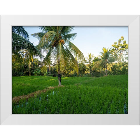 Indonesia-Bali-Ubud-Rice fields and palm trees White Modern Wood Framed Art Print by Eggers, Terry