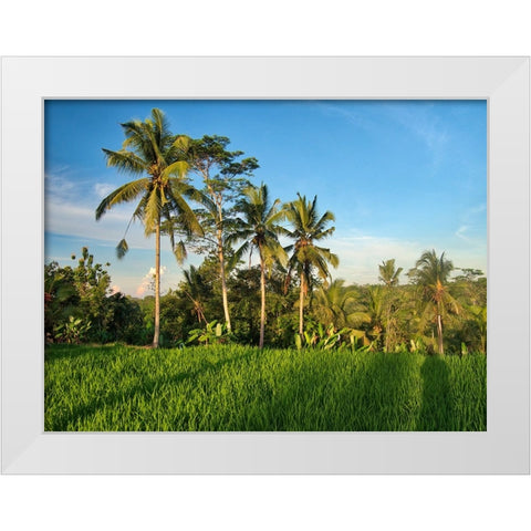 Indonesia-Bali-Ubud-Rice fields and palm trees White Modern Wood Framed Art Print by Eggers, Terry