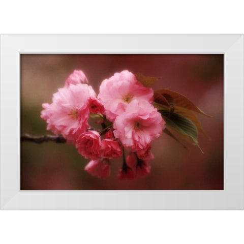 Japan, Osaka Cherry blossoms during a Festival White Modern Wood Framed Art Print by Ross, Nancy ,  Steve