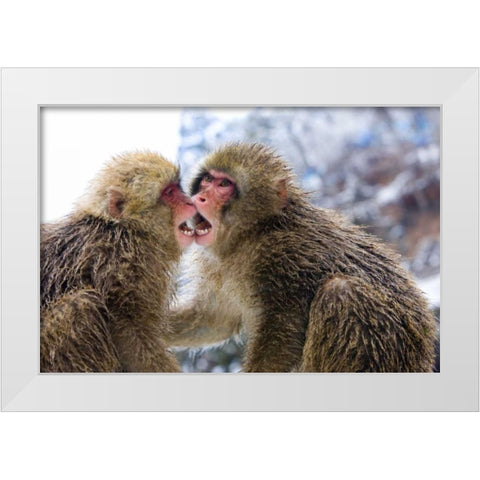 Two Snow Monkies playing, Nagano Mountains, Japan White Modern Wood Framed Art Print by Williams, Joanne