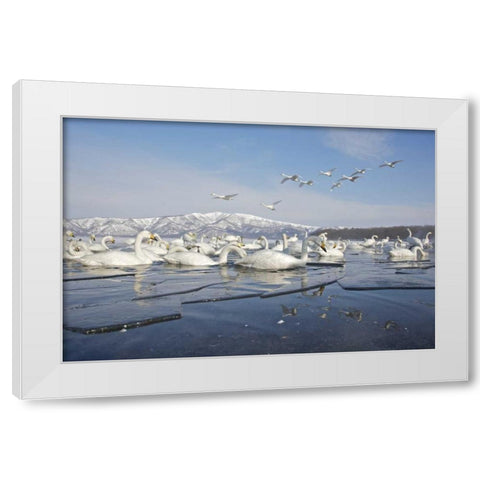 Japan, Hokkaido, Teshikaga Whooper swans rest White Modern Wood Framed Art Print by Anon, Josh