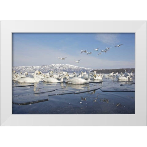 Japan, Hokkaido, Teshikaga Whooper swans rest White Modern Wood Framed Art Print by Anon, Josh