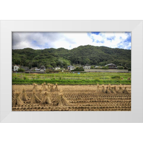 Japan, Nara, Heguri-cho Field of drying rice White Modern Wood Framed Art Print by Flaherty, Dennis