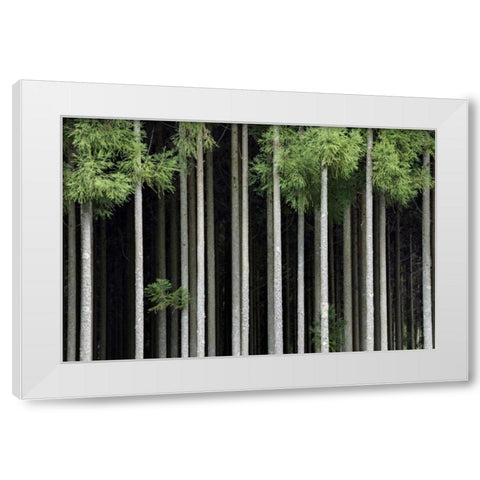 Japan, Nara, Soni Plateau Cedar tree grove White Modern Wood Framed Art Print by Flaherty, Dennis