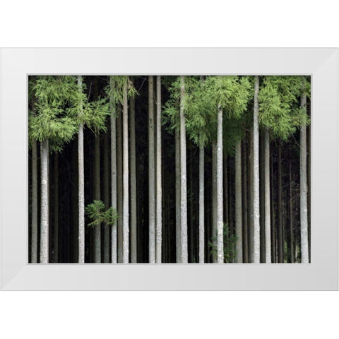 Japan, Nara, Soni Plateau Cedar tree grove White Modern Wood Framed Art Print by Flaherty, Dennis