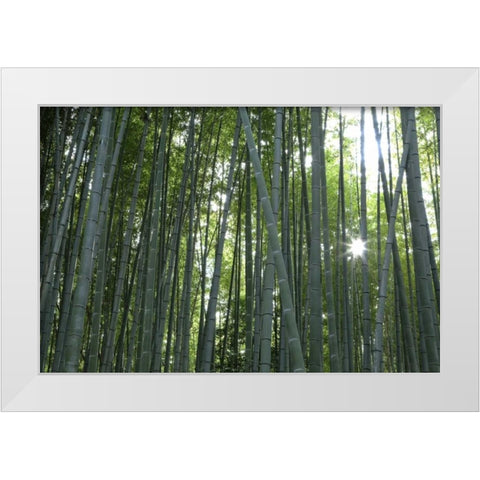 Japan, Kyoto Arashiyama Bamboo Grove White Modern Wood Framed Art Print by Flaherty, Dennis