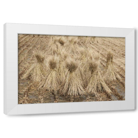 Japan, Nara Prefecture, Heguri-cho Drying rice White Modern Wood Framed Art Print by Flaherty, Dennis