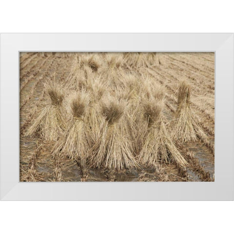 Japan, Nara Prefecture, Heguri-cho Drying rice White Modern Wood Framed Art Print by Flaherty, Dennis