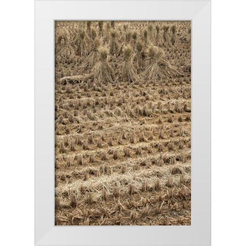 Japan, Nara Prefecture, Heguri-cho Drying rice White Modern Wood Framed Art Print by Flaherty, Dennis