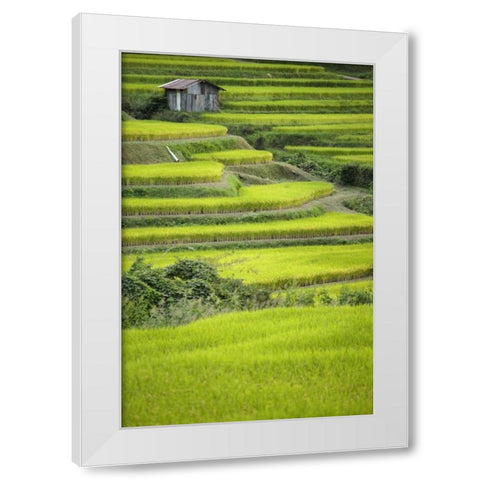 Japan, Nara, Soni Plateau Rice terraces White Modern Wood Framed Art Print by Flaherty, Dennis