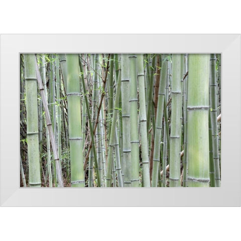 Japan, Nara Provence, Heguri-cho Bamboo grove White Modern Wood Framed Art Print by Flaherty, Dennis