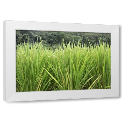 Japan, Nara, Heguri-cho Growing rice stalks White Modern Wood Framed Art Print by Flaherty, Dennis