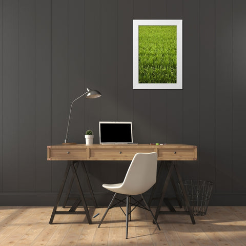 Japan, Nara, Heguri-cho Field of growing rice White Modern Wood Framed Art Print by Flaherty, Dennis