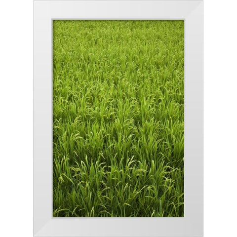 Japan, Nara, Heguri-cho Field of growing rice White Modern Wood Framed Art Print by Flaherty, Dennis