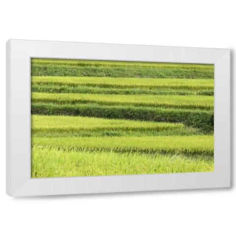 Asia, Japan Rice terraces in Nara Prefecture White Modern Wood Framed Art Print by Flaherty, Dennis