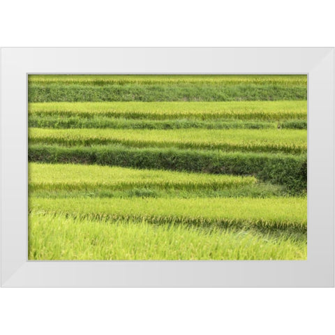 Asia, Japan Rice terraces in Nara Prefecture White Modern Wood Framed Art Print by Flaherty, Dennis