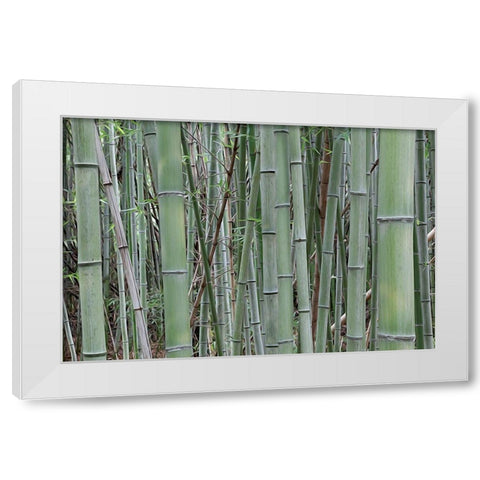 Nara Provence Abstract of bamboo White Modern Wood Framed Art Print by Jaynes Gallery