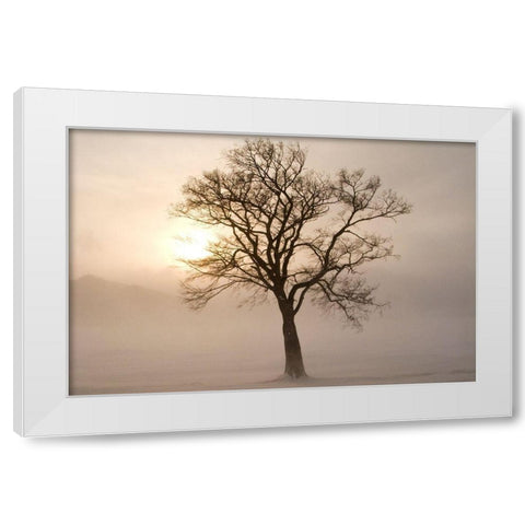 Japan-Hokkaido-Lake Kussharo A tree stands silhouetted by the rising sun  White Modern Wood Framed Art Print by Goff, Ellen