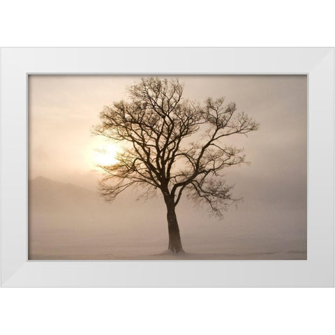 Japan-Hokkaido-Lake Kussharo A tree stands silhouetted by the rising sun  White Modern Wood Framed Art Print by Goff, Ellen