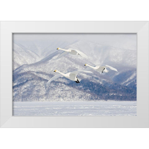 Japan-Hokkaido Three whooper swans fly for a landing White Modern Wood Framed Art Print by Goff, Ellen