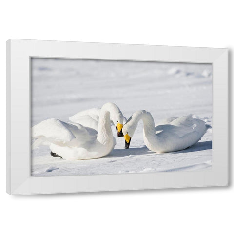 Japan-Hokkaido Two whooper swans celebrate loudly after landing White Modern Wood Framed Art Print by Goff, Ellen