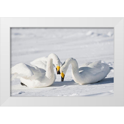 Japan-Hokkaido Two whooper swans celebrate loudly after landing White Modern Wood Framed Art Print by Goff, Ellen