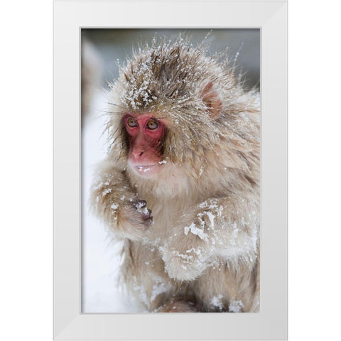 Japan-Nagano  White Modern Wood Framed Art Print by Goff, Ellen