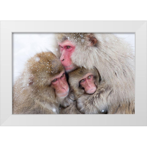 Japan-Nagano  White Modern Wood Framed Art Print by Goff, Ellen