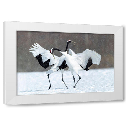 Japan-Hokkaido-Kushiro Two red-crowned cranes dance together in the lightly falling snow White Modern Wood Framed Art Print by Goff, Ellen