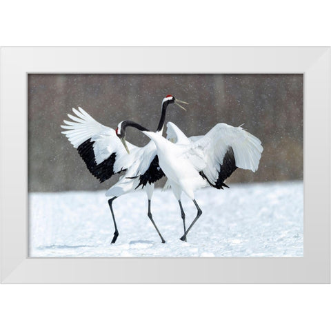Japan-Hokkaido-Kushiro Two red-crowned cranes dance together in the lightly falling snow White Modern Wood Framed Art Print by Goff, Ellen