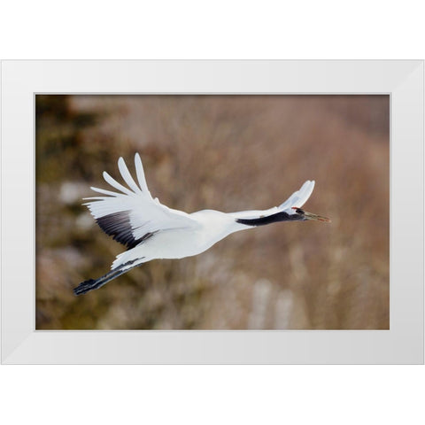 Japan-Hokkaido-Kushiro White Modern Wood Framed Art Print by Goff, Ellen