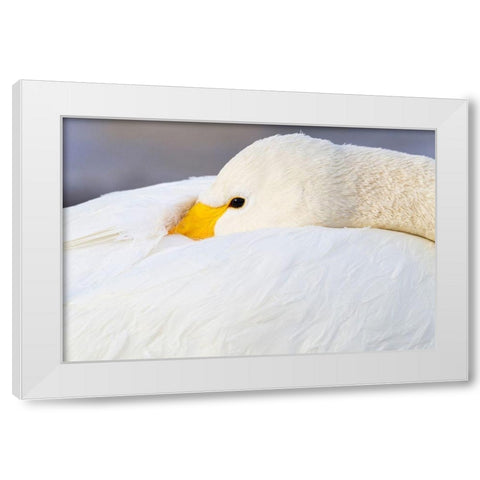 Japan-Hokkaido A whooper swan tucks its bill  White Modern Wood Framed Art Print by Goff, Ellen