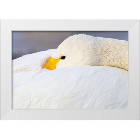 Japan-Hokkaido A whooper swan tucks its bill  White Modern Wood Framed Art Print by Goff, Ellen
