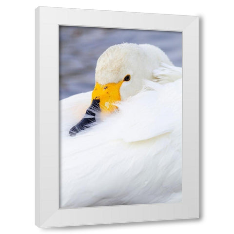 Japan-Hokkaido Portrait of a whooper swan with its yellow and black bill White Modern Wood Framed Art Print by Goff, Ellen