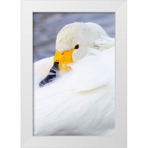 Japan-Hokkaido Portrait of a whooper swan with its yellow and black bill White Modern Wood Framed Art Print by Goff, Ellen
