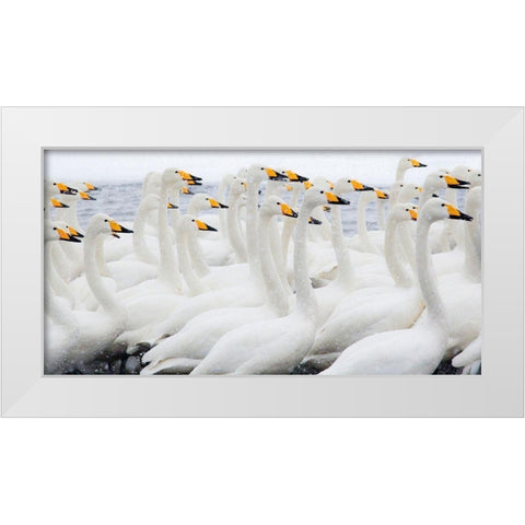 Japan-Hokkaido Whooper swans congregate White Modern Wood Framed Art Print by Goff, Ellen