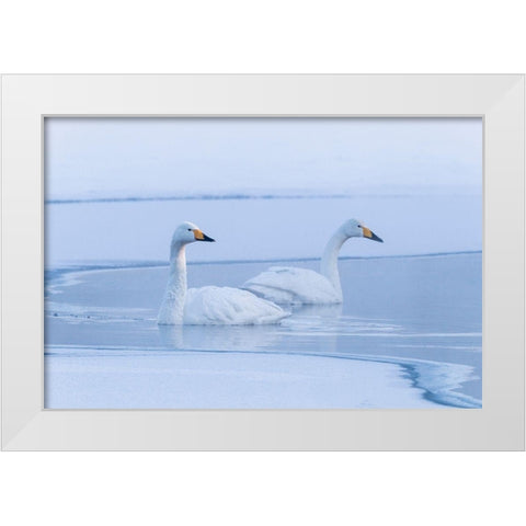 Japan-Hokkaido A pair of whooper swans swim White Modern Wood Framed Art Print by Goff, Ellen