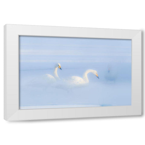 Japan-Hokkaido Three whooper swans float in the mist White Modern Wood Framed Art Print by Goff, Ellen